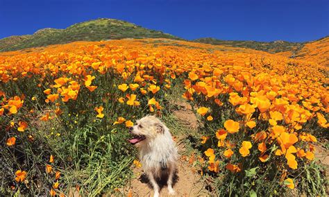 Two places to see insane wildflower blooms this weekend